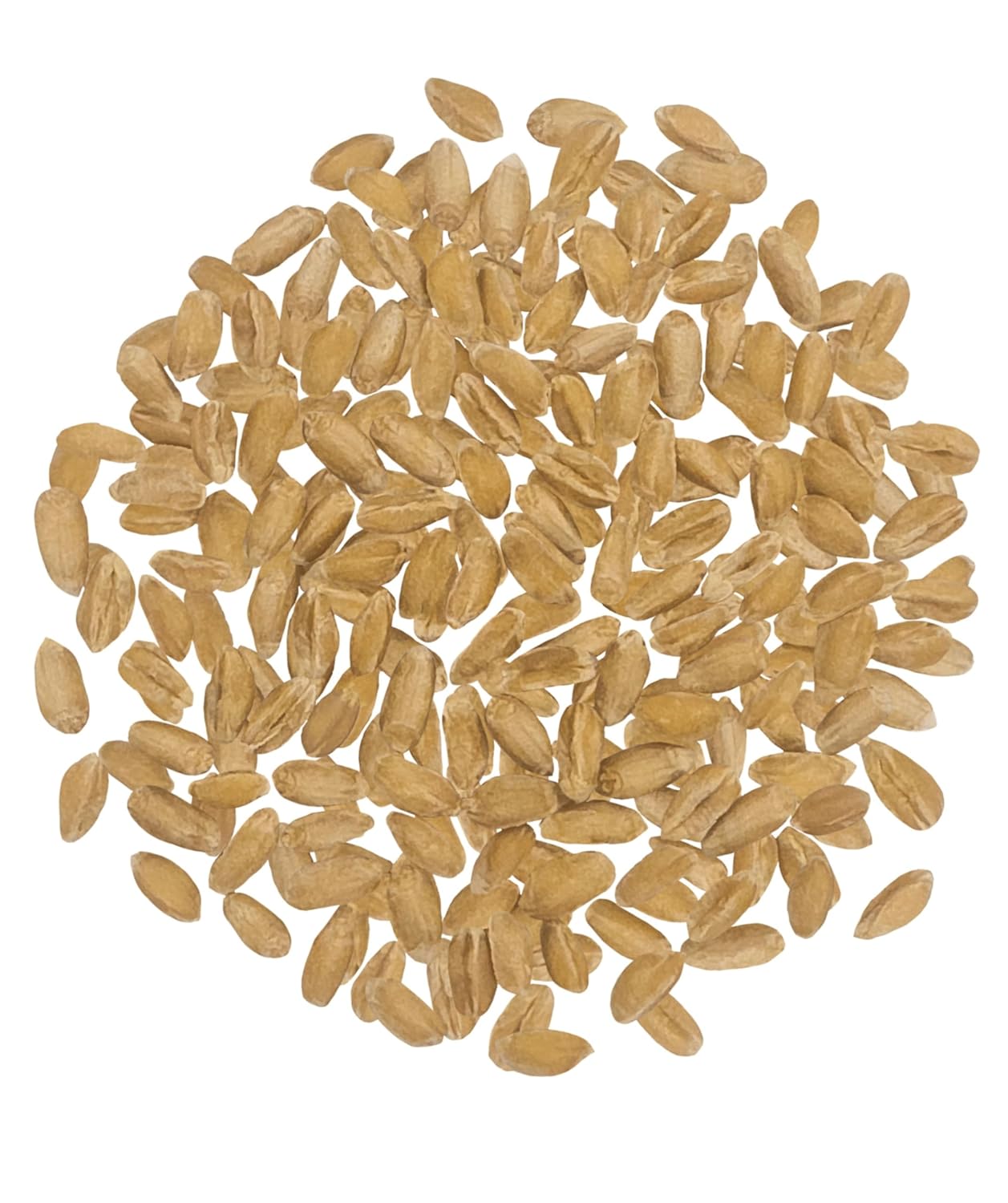 CLEAR CREEK Spelt Berries | 25 lb bag | Vegan | Non-GMO Project Verified | North American Grown
