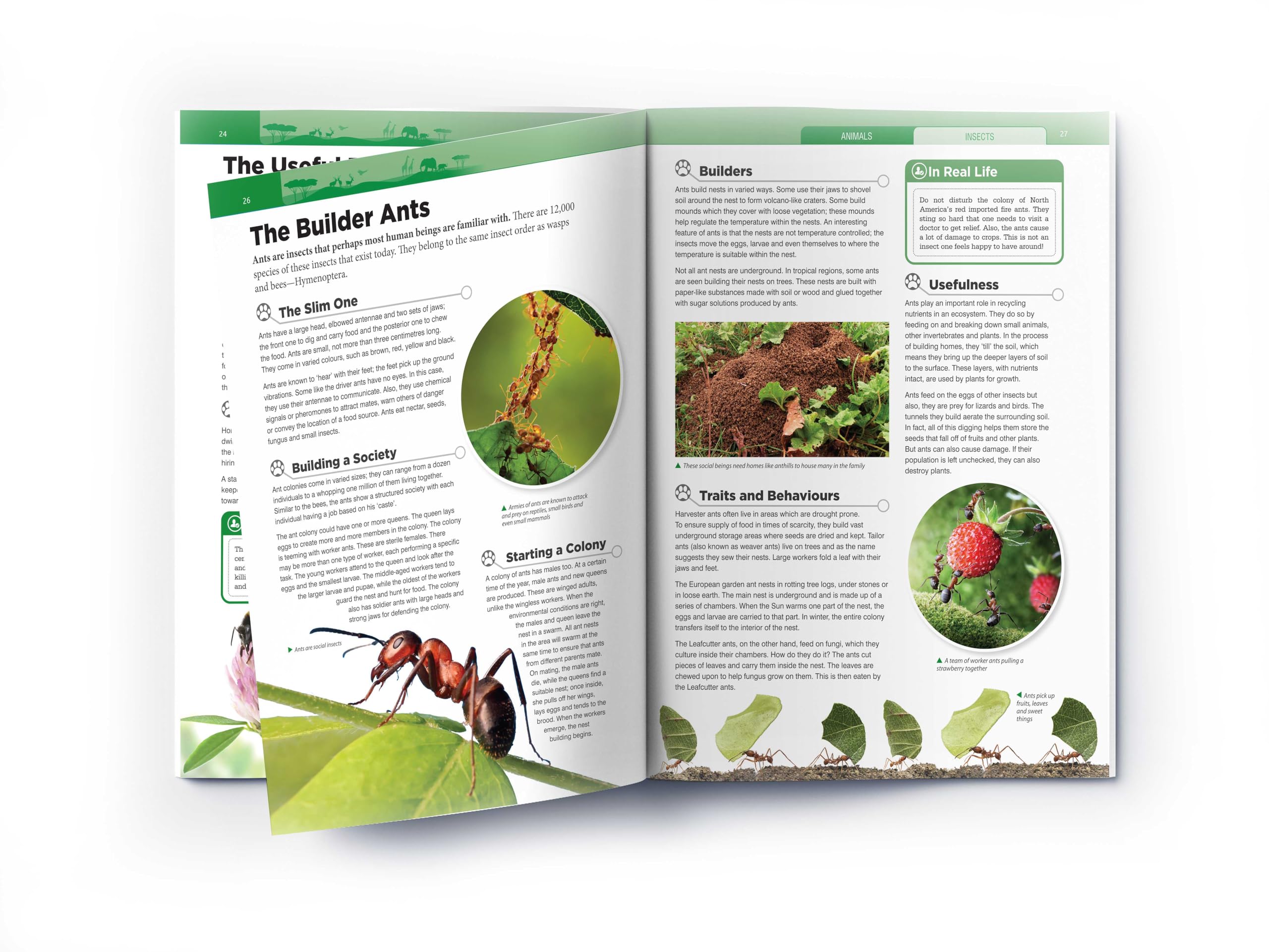 Animals - Insects : Knowledge Encyclopedia For Children 2