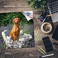 Vista 922 de Razas de Perros 2017