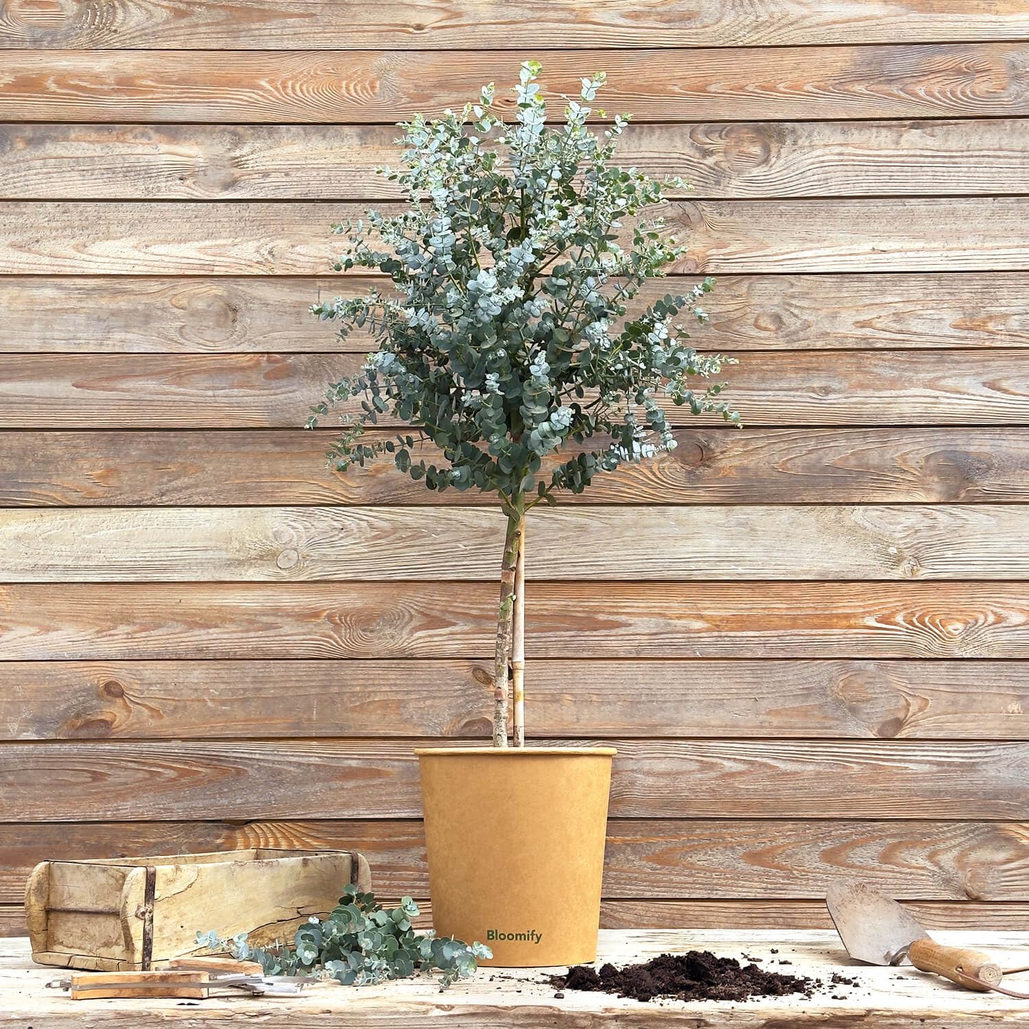 Bloomify® Eukalyptus Stamm "Eugenia" | 60 bis 90 cm große winterharte Eukalyptus Pflanze | pflegeleichte, echte Eucalyptus Pflanze für Balkon, Terasse oder Garten | herrlicher Duft