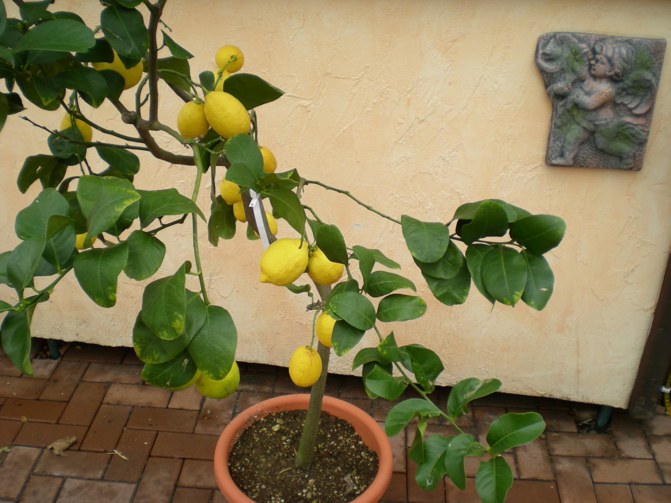 Mediterrano - Fertilizzante per agrumi, fertilizzante per limoni, 3 kg