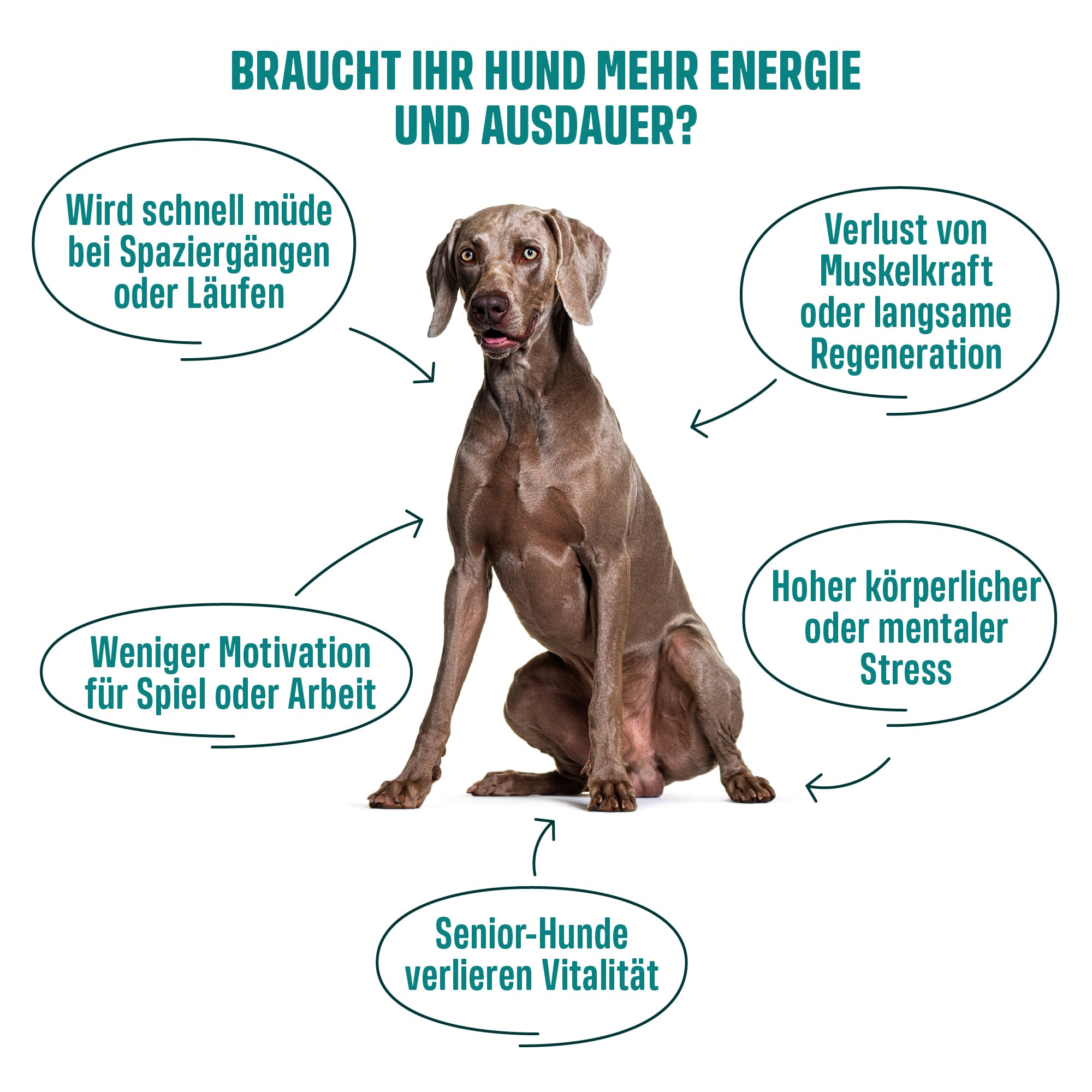 ivvi Sport – Funktionale Snacks für Hunde | Mit Protein, Ashwagandha, Kollagen & Aminosäuren | Unterstützt Muskelaufbau & Regeneration | 60 weiche Snacks (270 g)