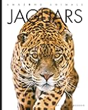 Jaguars (Amazing Animals)