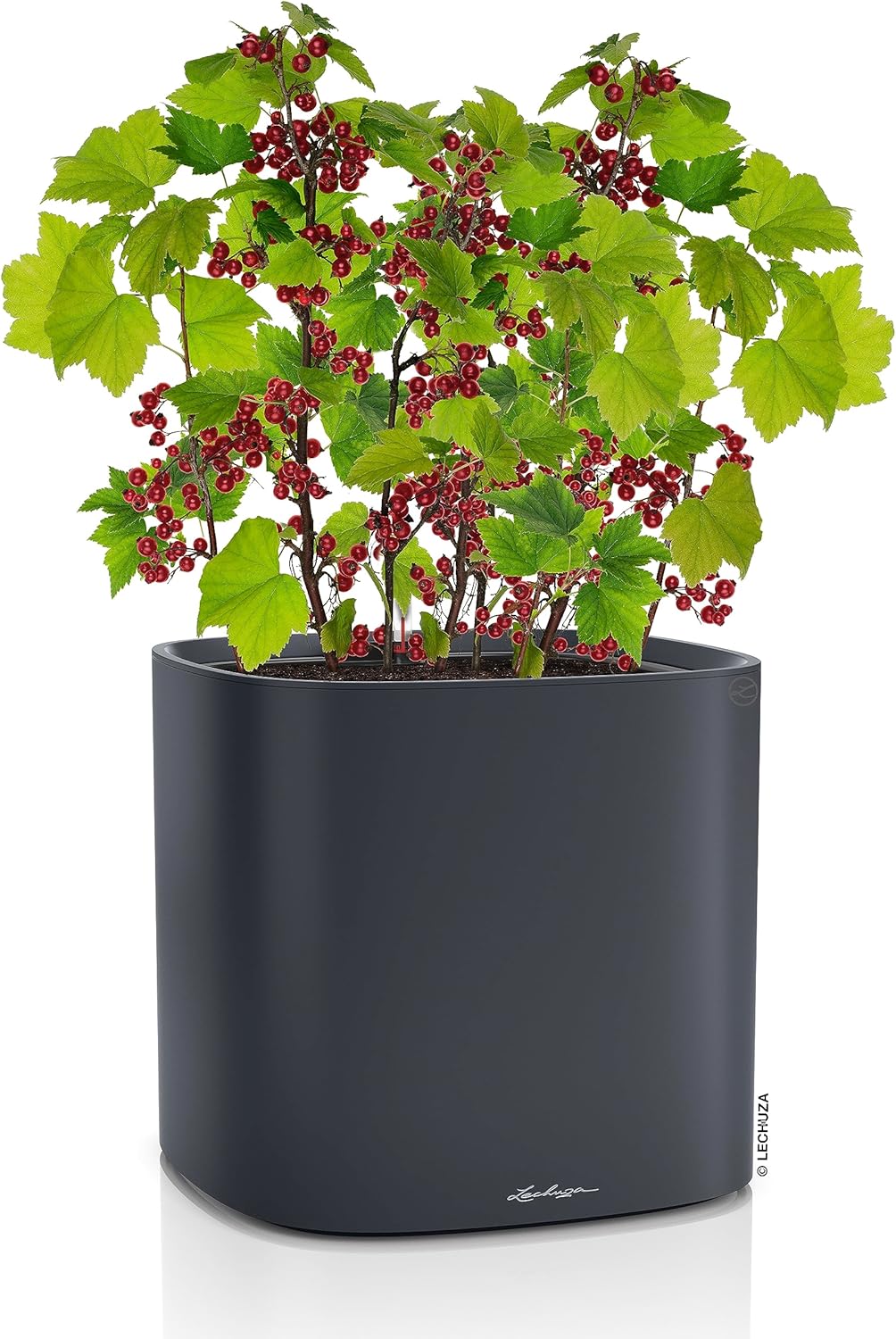 Lechuza PILA Color Slate, Self-Watering Square Planter, L13.8 W13.8 H12.8 in