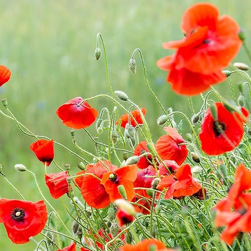 Miniatura 9 de Bentley Seed Co. Recuerdos de funeral en celebración de la vida para invitados Paquetes de semillas de amapola de Flandes no transgénicas, sin