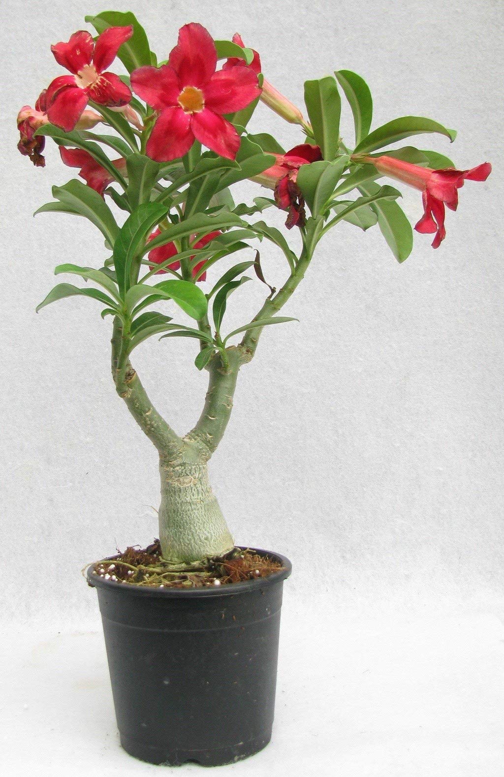 Creative Farmer The Bonsai Plants Beautiful Adenium Dessert Rose Plant (PLANT-93-ADENIUM#A212ll@) (B08P5T7W9Z) Amazon Price History, Amazon Price Tracker