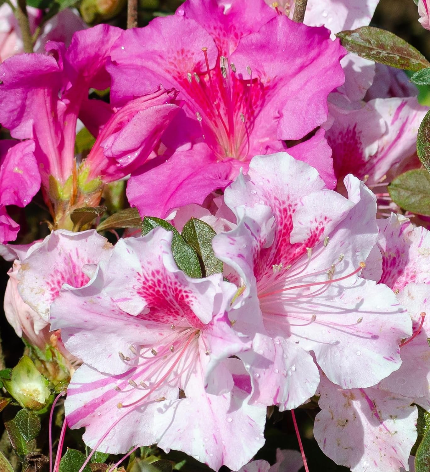 Encore Azalea Autumn Twist (2 Gallon) Pink Flowering Shrub Alive/Full Sun Live Outdoor Plant/Evergreen Plants Purple Pink Flowering Shrub - Full Sun Live Outdoor Plant
