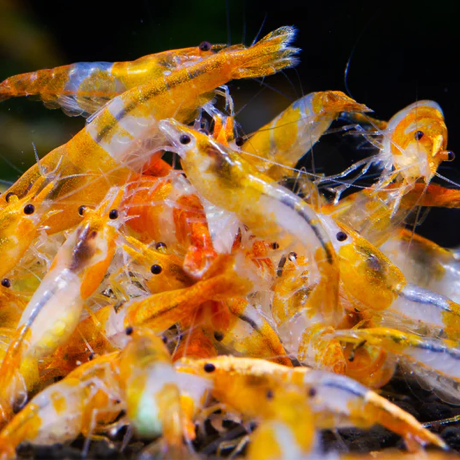 AquabreedingSkill 10 stück Garnelen - Aquarium Garnelen lebend - zwerggarnelen neocaridina friedliche Bewohner für Aquarien Größe 1-1,5 cm (Orange Rilli)