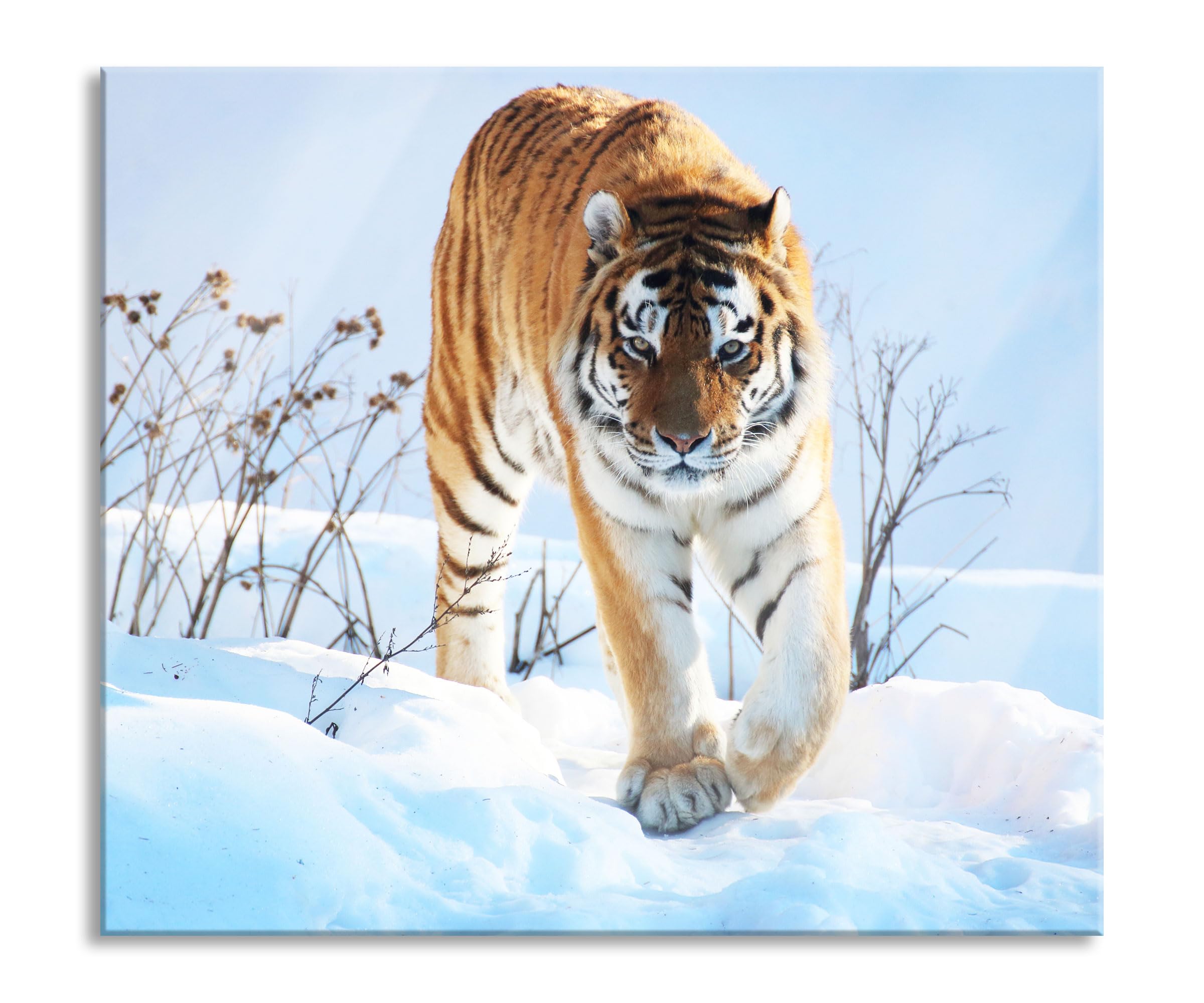Stolzer Tiger im Snow Plaque de protection pour cuisinière et protection anti-éclaboussures en verre véritable 60 x 52 cm