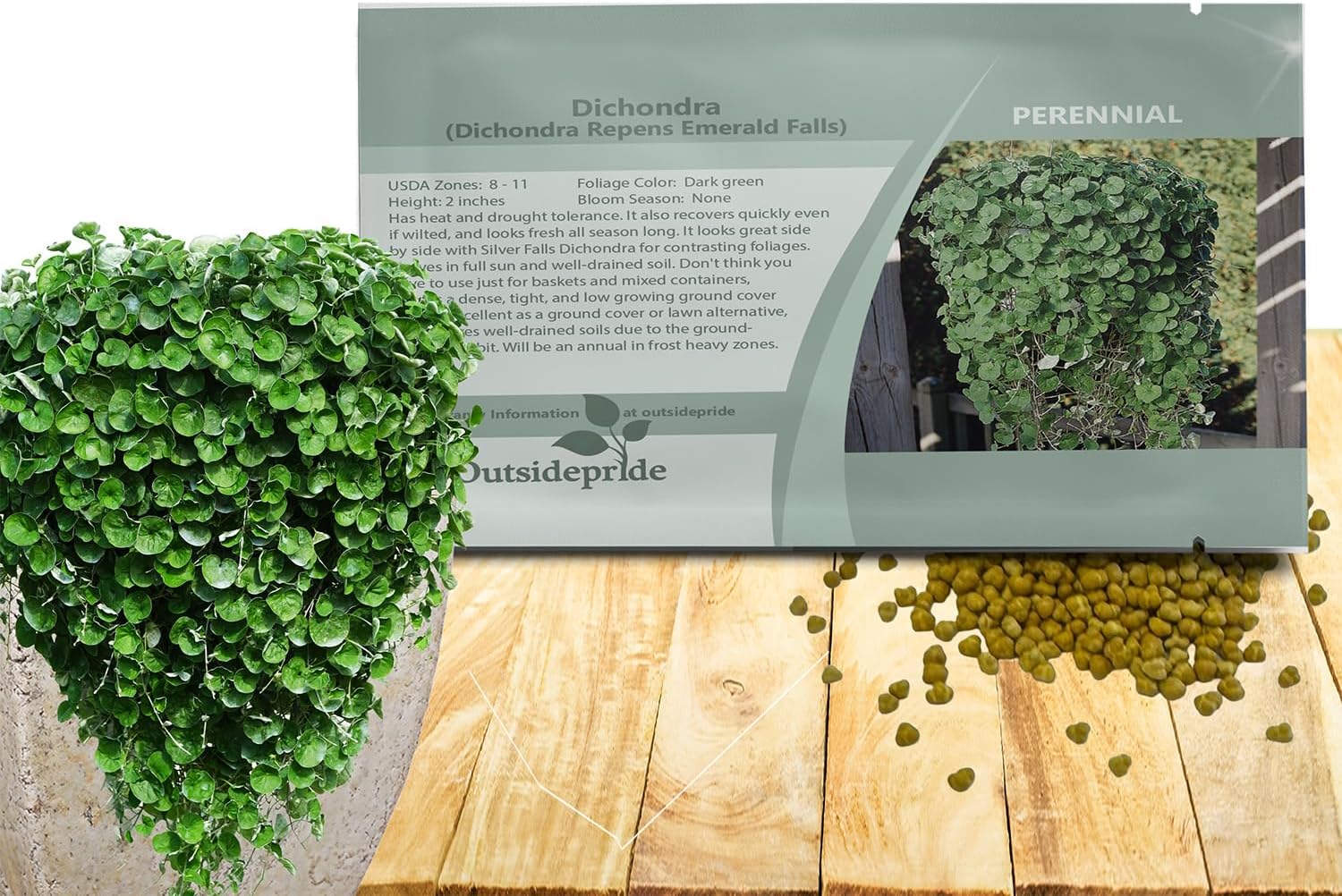 Outsidepride Perennial Dichondra Repens Seeds - 2 lbs Dense Green, Low-Maintenance Ground Cover Seeds for Planting, Ideal Lawn Alternative in Sun or Shady Areas & Erosion Control in USDA Zones 8-11