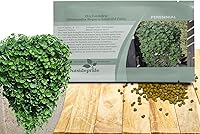 Vista 9 de Outsidepride Semillas de Dichondra Repens Perennes - 1 libra Semillas densas verdes de cobertura del suelo de bajo mantenimiento para plantar, ideal