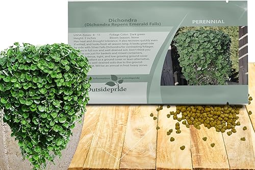 Miniatura 8 de Outsidepride Semillas perennes de Dichondra Silver Falls – 15 piezas tolerantes al calor y la sequía, semillas de cobertura del suelo de bajo