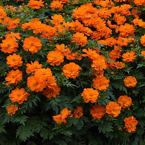 Miniatura 2 de Outsidepride Cosmos Sulphureus Mandarin Compact Garden Flower Plant Seed - 100 Semillas