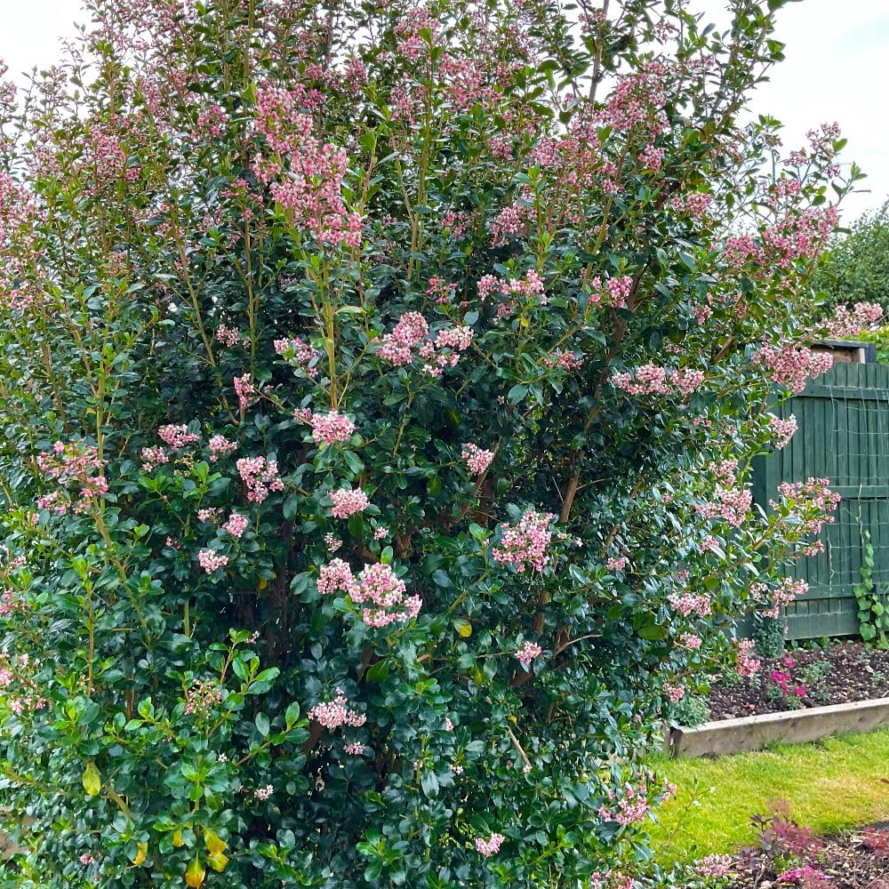 Escallonia rubra 'Pink Spire' – Fast-Growing Evergreen Shrub with Pink Flowers, Ideal for Hedges, Borders, Coastal Gardens – Hardy, Low Maintenance Plant - 9cm Pot x3 By Thompson and Morgan