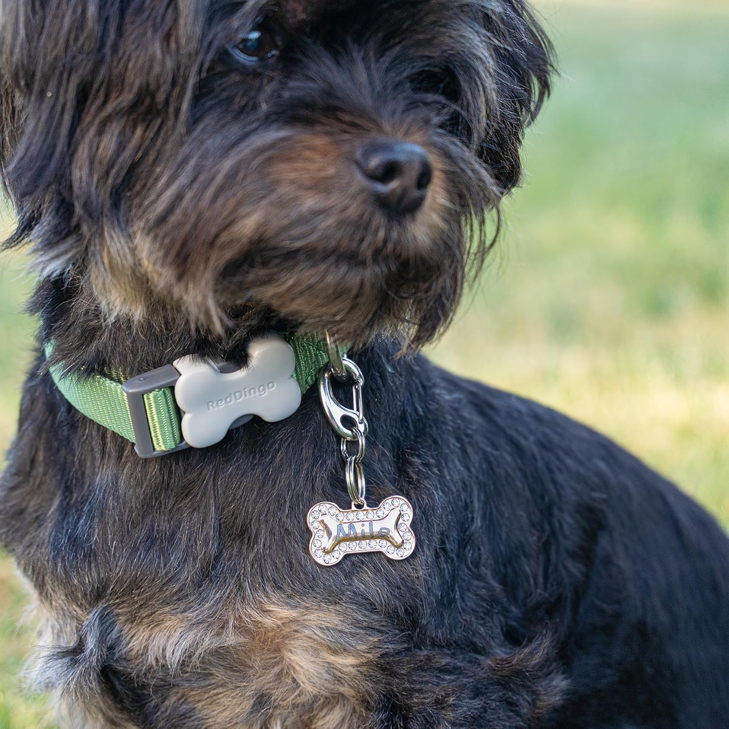 Personalized Engraved Stainless Steel Pet ID Collar Tag with Bling – Leash for Dogs, Cats & Other Pets – Stylish & Durable Jewelry - Small Bone Design (G)