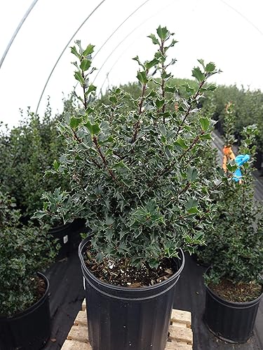 Vista 43 de Ganadores probados - Ilex verticillata Berry Heavy Gold (Winterberry) Arbusto, bayas de oro, 3 - Contenedor