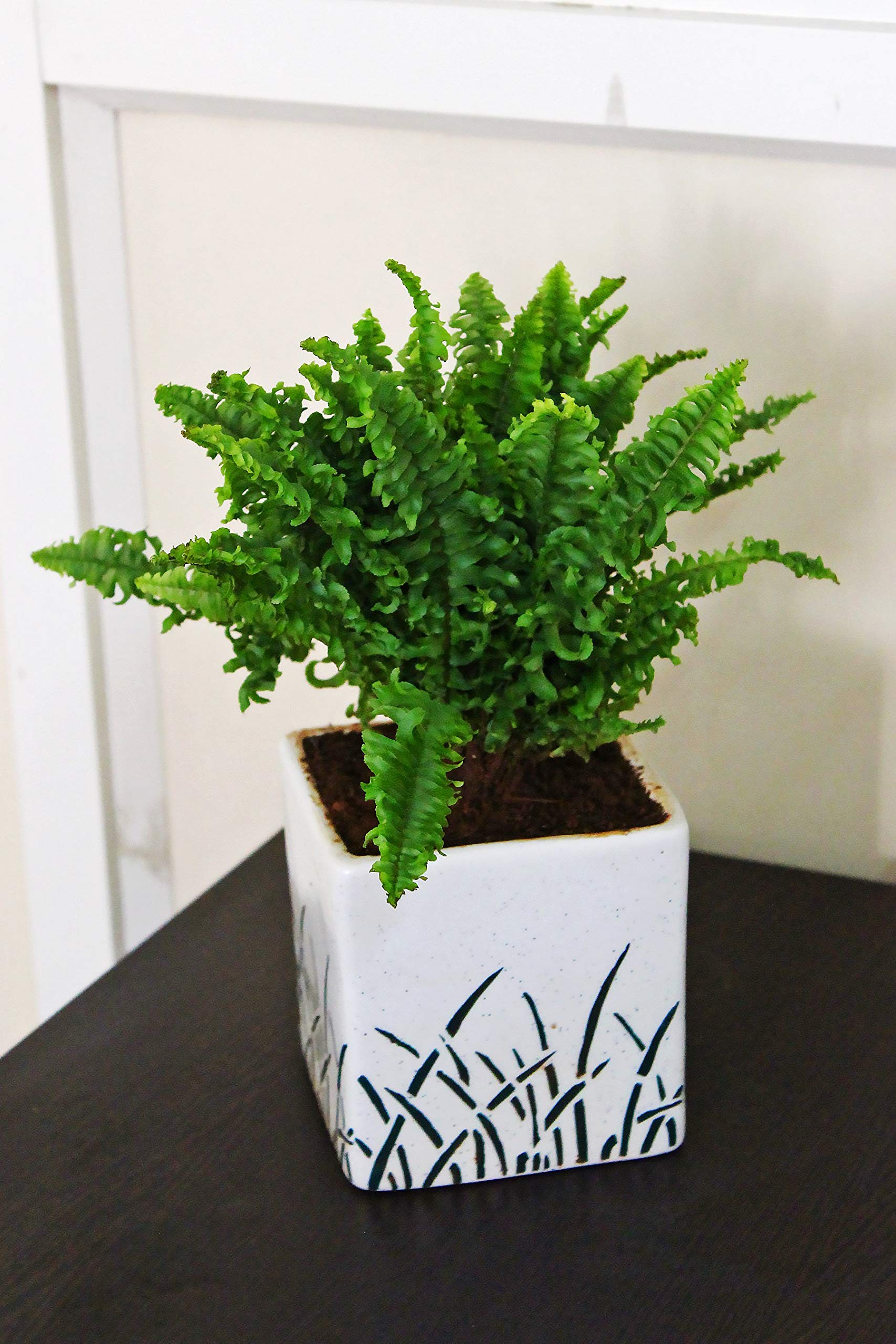 Rolling Nature Air Purifying Green Fern Plant in White Cube Aroez Ceramic Pot (B082GJXJ9T) Amazon Price History, Amazon Price Tracker