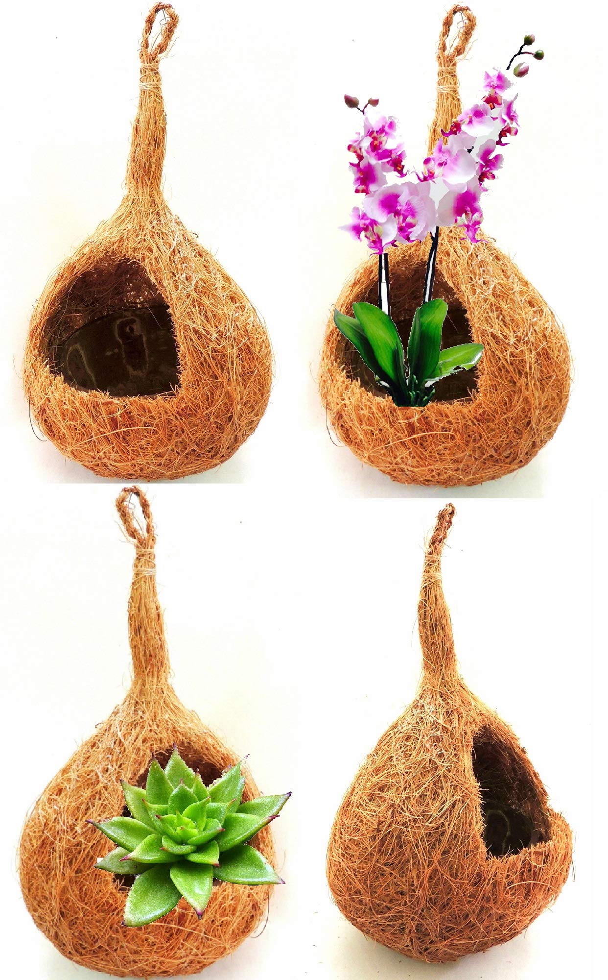 ZENRISE® Sphere Coco Fiber and Shell Hanging Planter for Orchids air Succulent Plants Indoor - Pack of 4 (B07NWPGRSH) Amazon Price History, Amazon Price Tracker