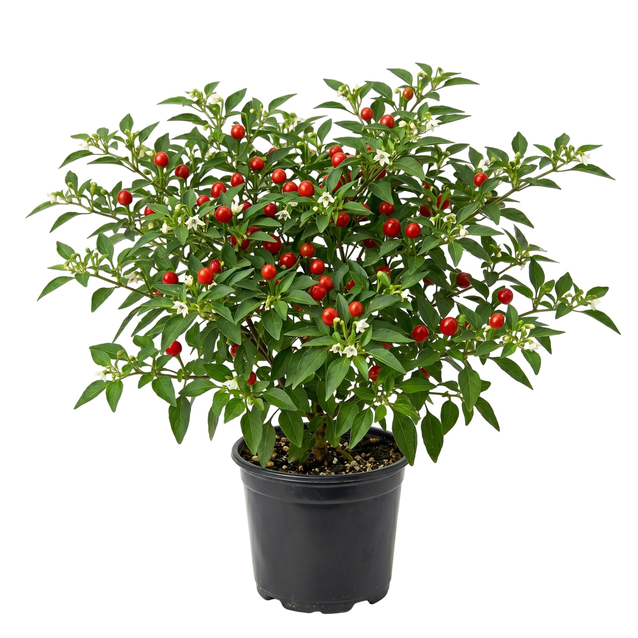 2 Live Chiltepin Pepper Plants