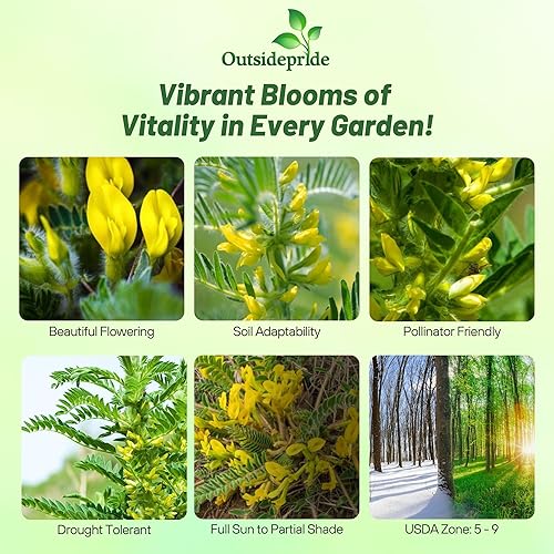 Miniatura 2 de Outsidepride Milk Vetch Semillas de astrágalo – 100 piezas perennes, resistentes y autosembradas, semillas de hierbas para plantar flores vibrantes
