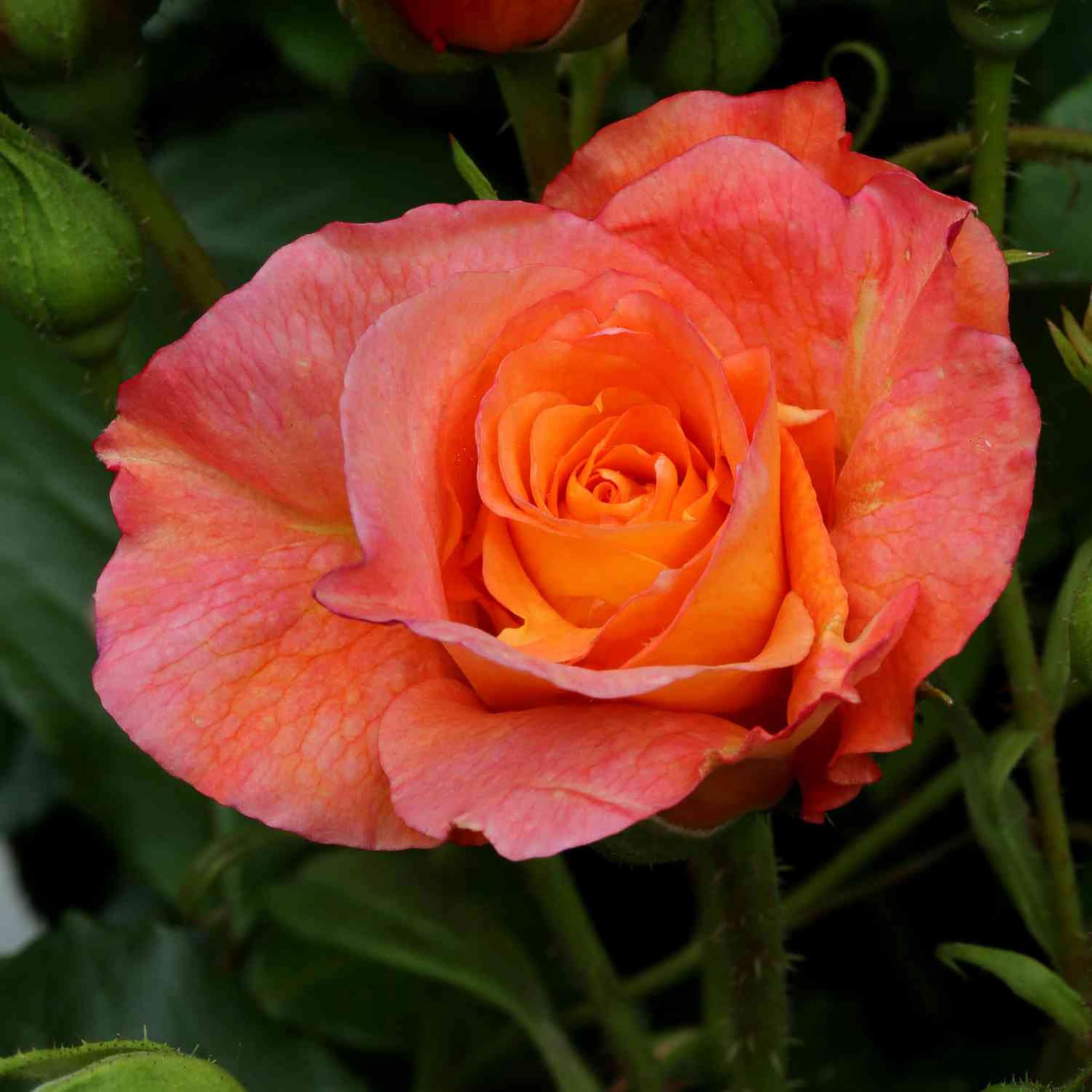 Rose Westerland ® Strauchrose mit ADR Auszeichnung Blüten-Farbe Orange-Gelb ? Winterharte Blume mit starkem Duft & ganzjähriger Pflanzzeit von Garten Schlüter - Pflanzen in Top Qualität