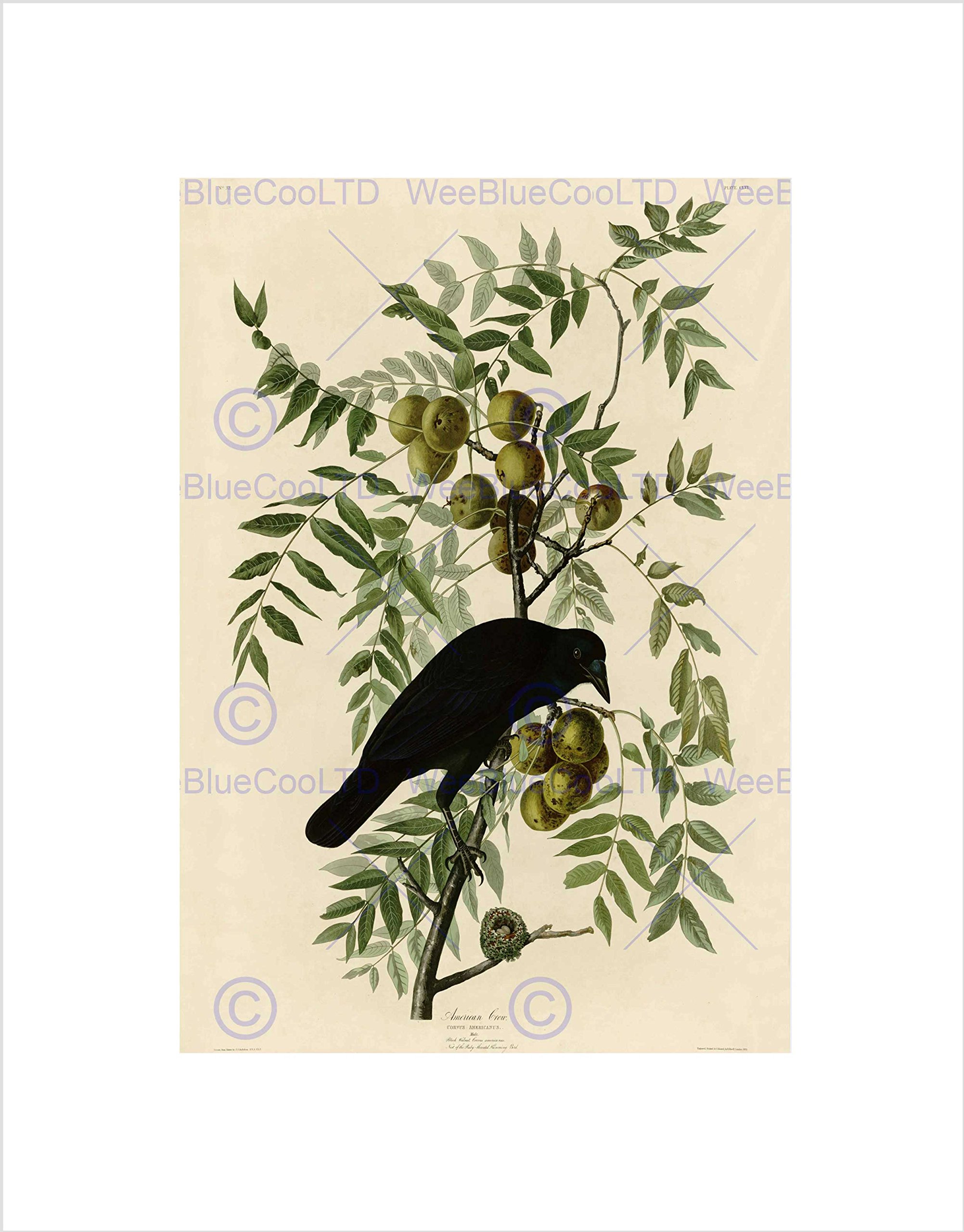 Wee Blue Coo Painting Book Page Birds America Audubon American Crow Wall Art Print
