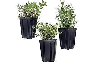 Fragrant Herb Plant Assortment: Cultivate Your Culinary Garden with Thyme, Oregano, and Rosemary