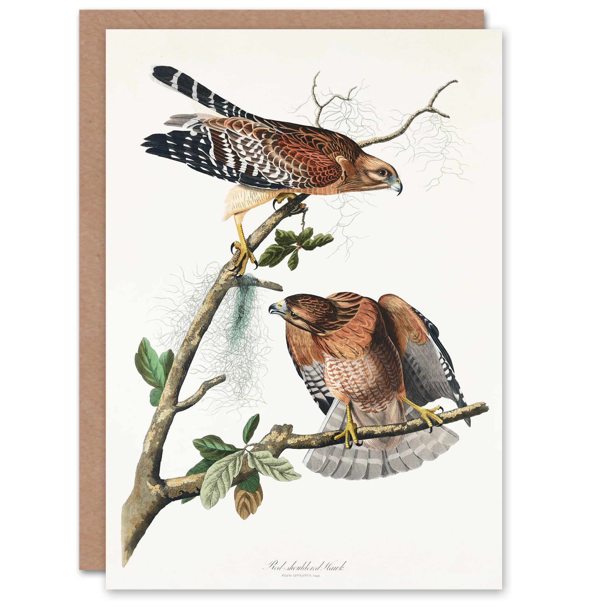Artery8 John James Audubon Art Card Red Shouldered Hawk