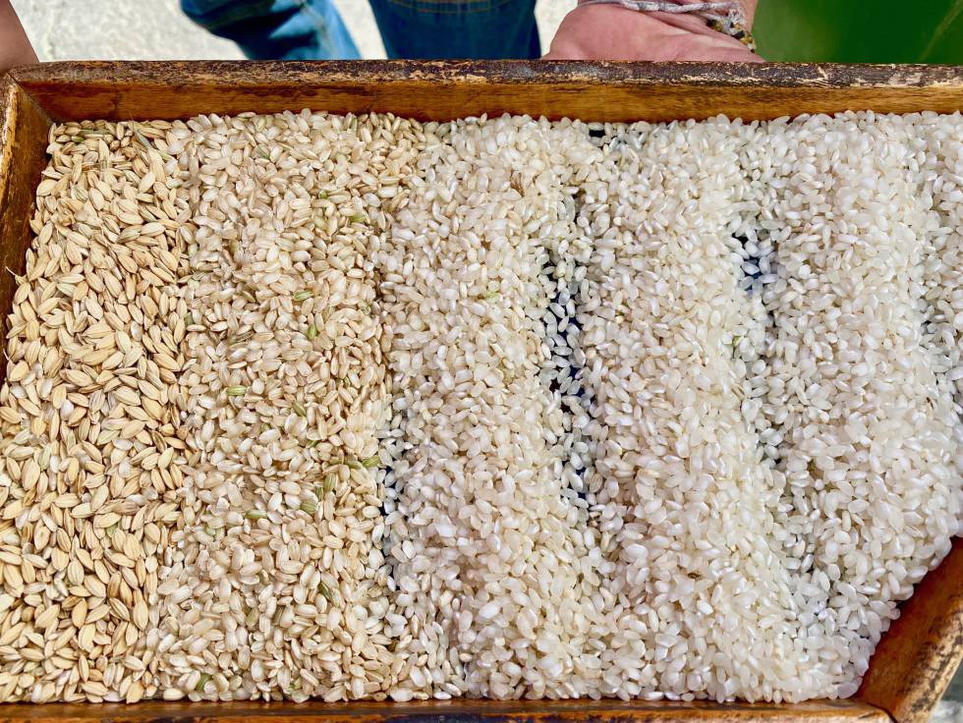 Arroz Dinamita Molino Roca - Mejor Arroz del Mundo - 3 x 1 kg - Seleccionado y Enviado por Cosecha Privada