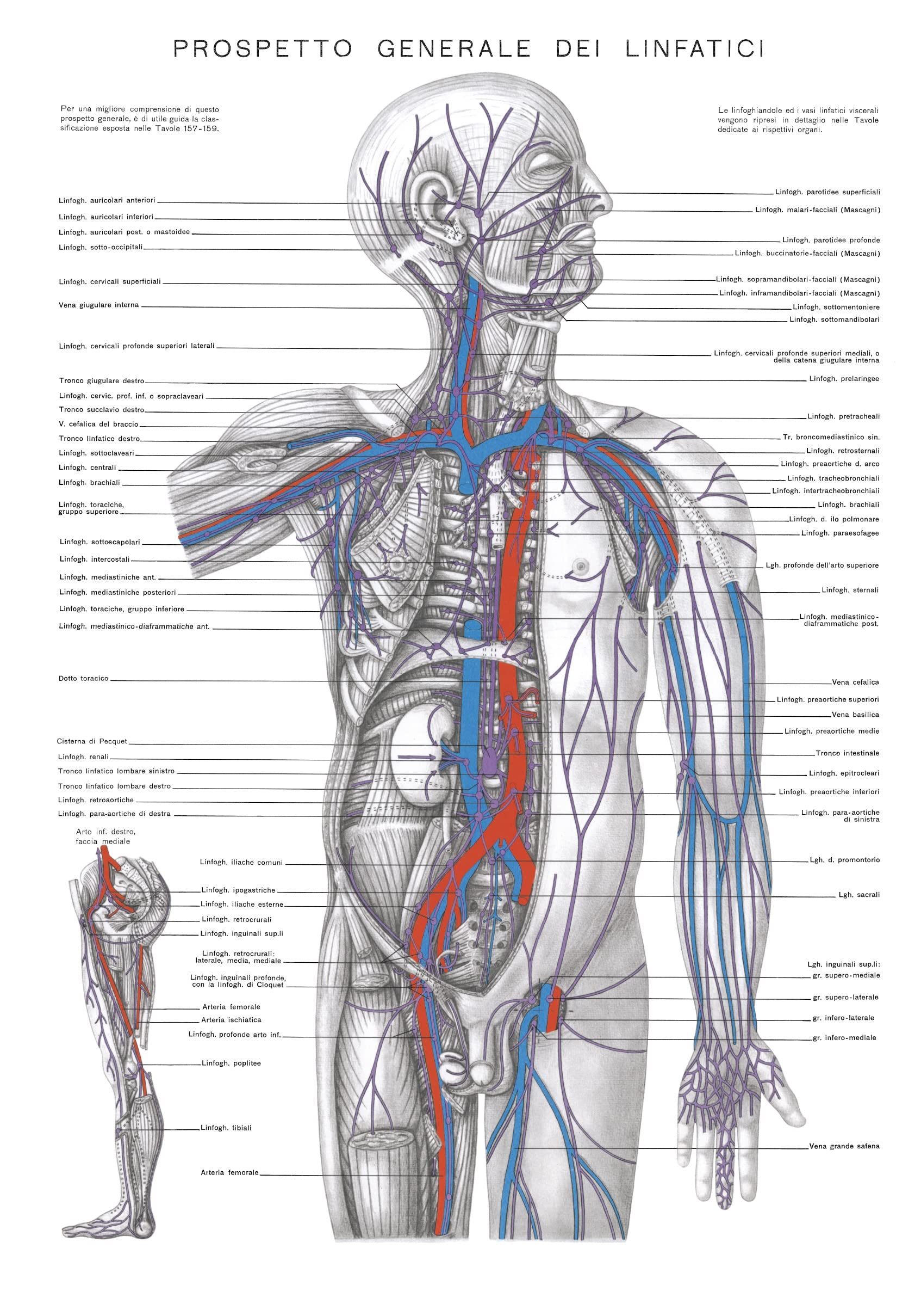 Atlante di anatomia umana descrittiva
