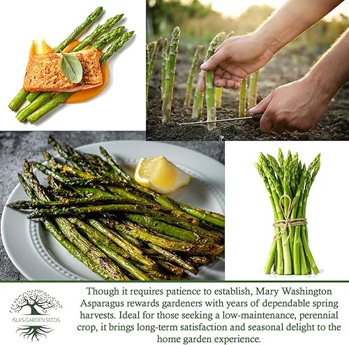 Miniatura 6 de Semillas de espárragos Mary Washington (Asparagus officinalis)  Más de 125 semillas de reliquia sin OMG para plantar, plantas perennes de larga vida