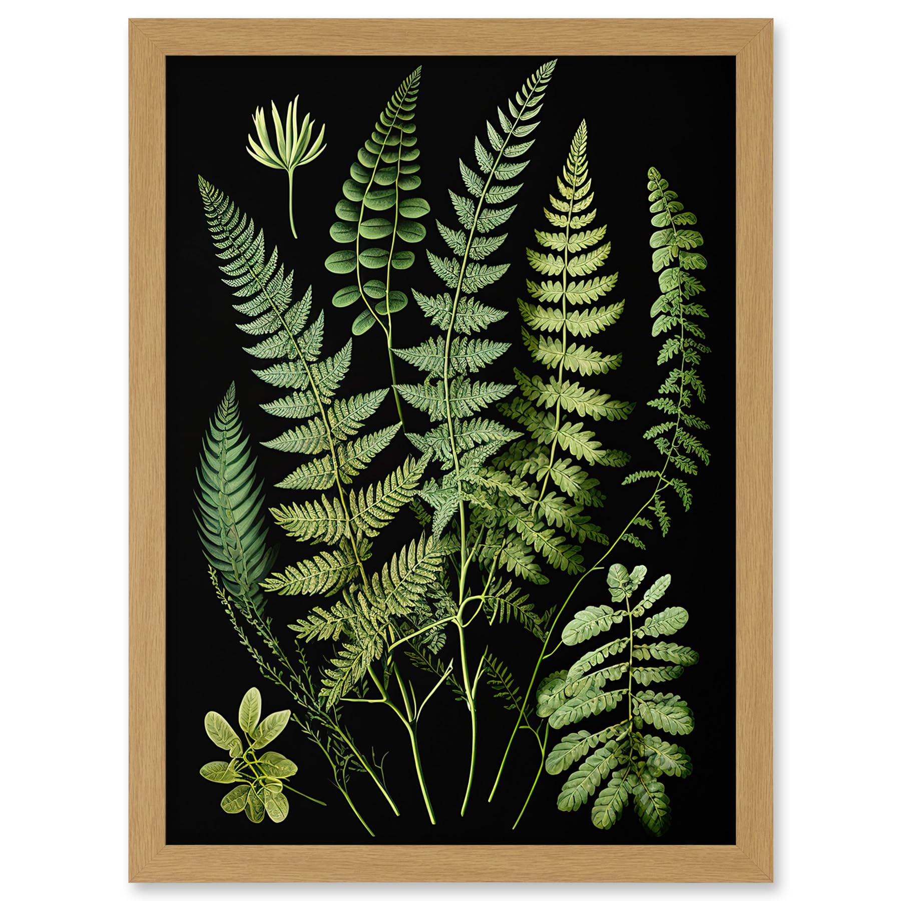Artery8 Fern Fronds Detailed Leaves Botanical Illustration Artwork Framed A3 Wall Art Print