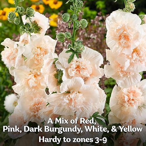 Miniatura 4 de KVITER 300 semillas Chaters Hollyhock para plantar (Alcea rosea), paquete de 2  reliquia  Flores altas  Imán polinizador  Semillas de flores de