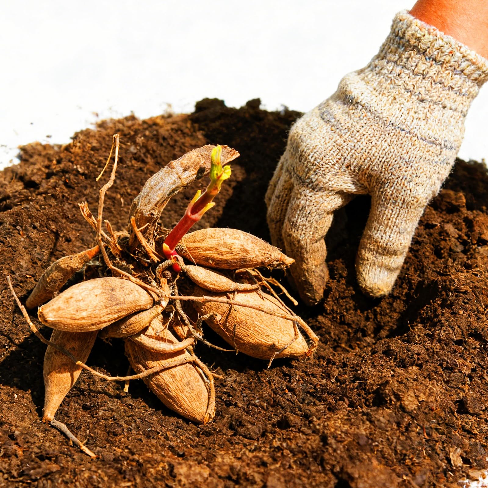 Exquisites Dahlien,Gefüllte Blüten,Einfach zu pflegen,Eine bezaubernde Gartendekoration,Schnellwüchsig,Ideal für Gartenanfänger-10Rhizome-C