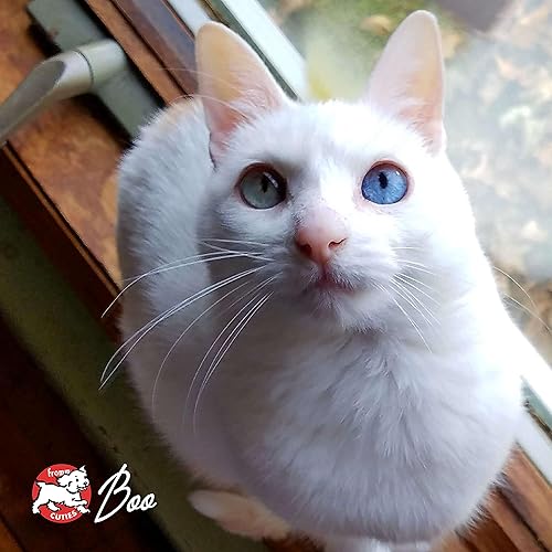 Miniatura 9 de Fromm Four-Star Nutritionals - Comida húmeda de primera calidad en paté de carne y venado para gatos, receta de carne de res, caja de (12) latas de