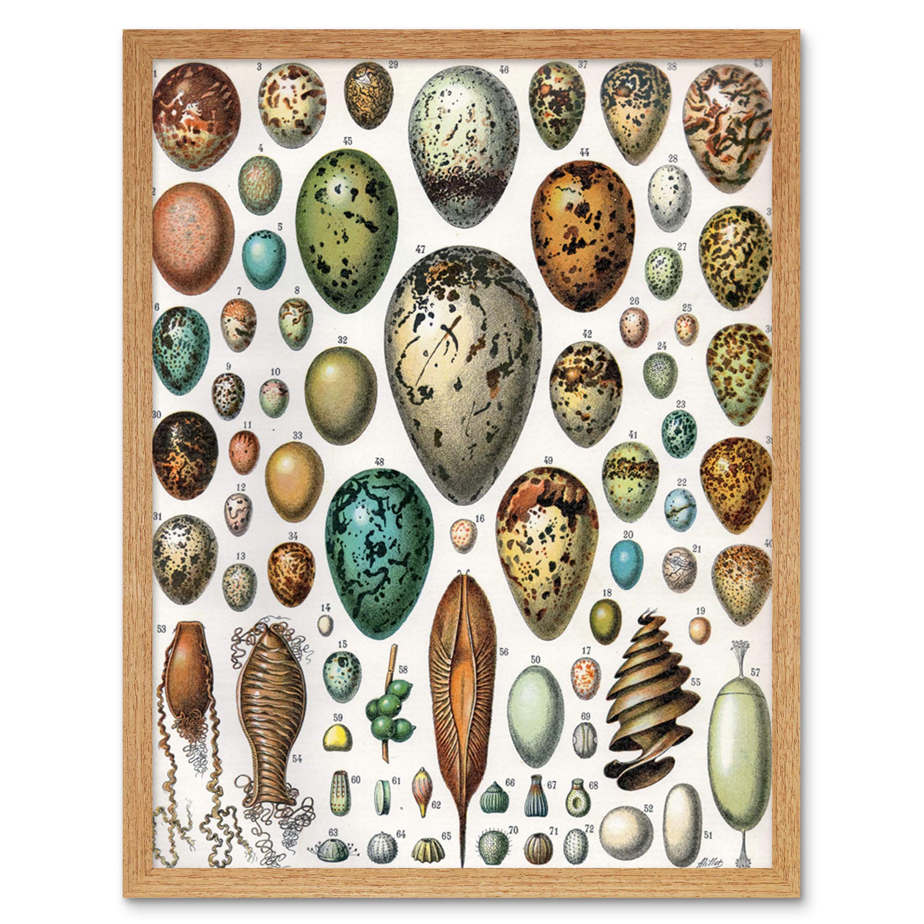 Artery8 Millot Encyclopedia Page Variety Eggs Ova Art Print Framed Poster Wall Decor 12x16 inch