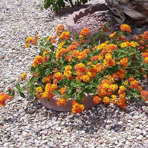 Miniatura 6 de CHUXAY GARDEN 5 semillas de Lantana Urticoides, Texas Lantana, Arbusto Calico, Arbusto de la India Occidental Shrubverbena - Planta de flores
