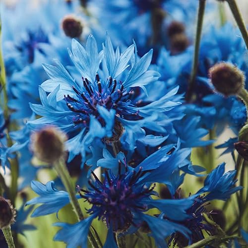 Miniatura 7 de Outsidepride Centaurea Cyanus Cornflower Blue Semillas de flores silvestres - 2000 Semillas