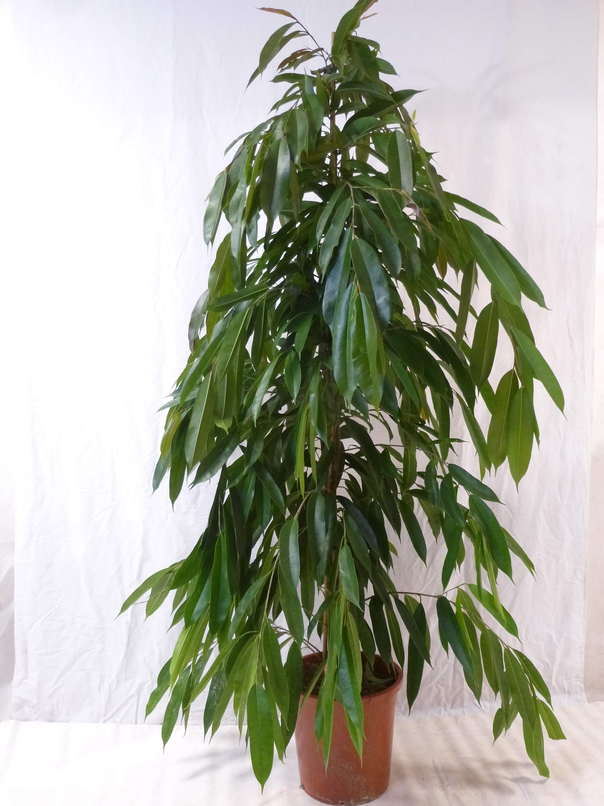 [Palmenlager] - XL Ficus bin. "Amstel King" - 160 cm/Zimmerpflanze ähnlich benjamini