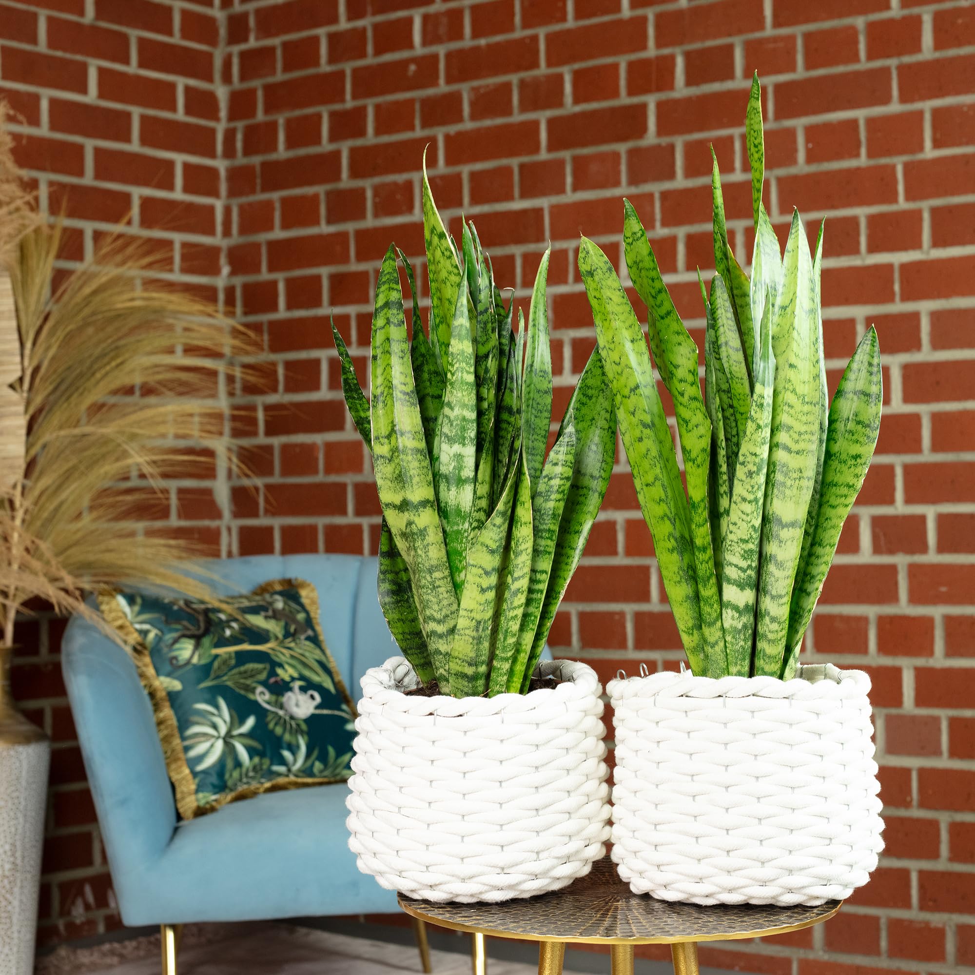 2 x konopie łukowe, łatwe w pielęgnacji rośliny pokojowe, Sansevieria zeylanica – wysokość ok. 65 cm, średnica doniczki 17 cm