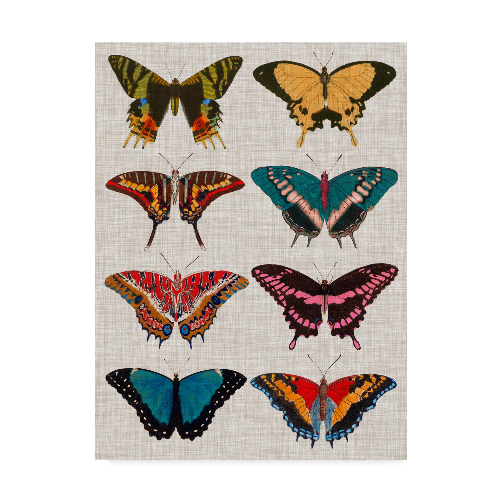 Trademark Fine Art Polychrome Butterflies I by Vision Studio, 24x32