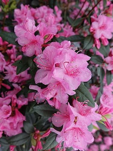 Green Promise Farms Rhododendron X AGLO Evergreen, contenedor de 3 tamaños, flores rosadas