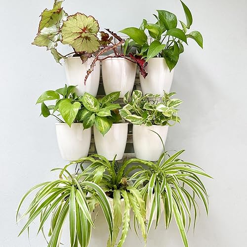 Miniatura 6 de LaLaGreen - Macetas de pared para plantas de interior, paquete de 10 macetas y macetas de plástico de riego automático de 4 pulgadas, soporte
