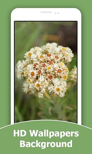 Edelweiss Flower HD Wallpapers And Background