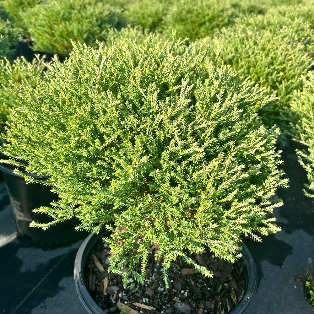 Mr. Bowling Ball Arborvitae, Evergreen Shrub, Blue-Green Foliage, 3 Gallon