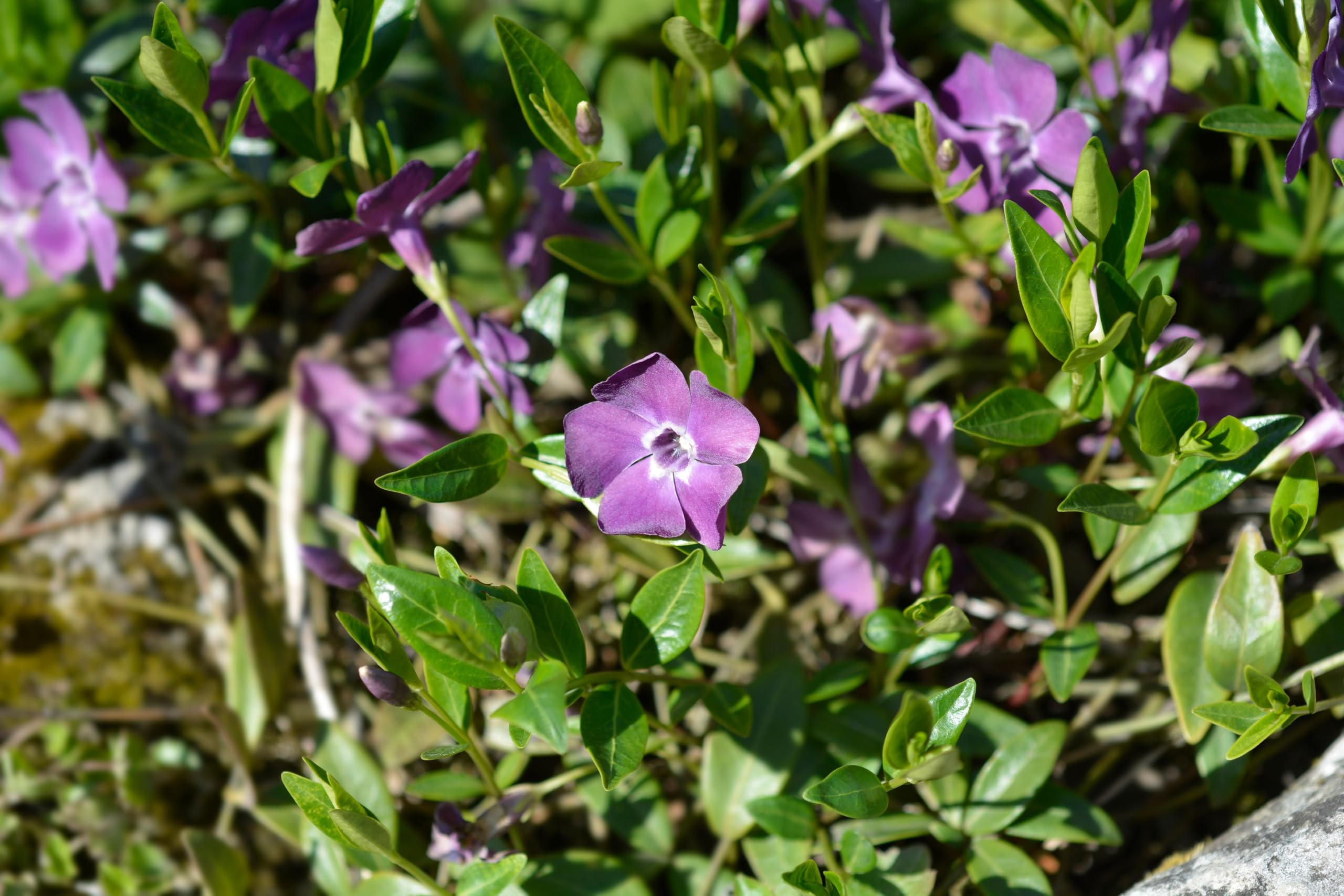 Stauden Gänge 10 x Vinca minor 'Rubra' Immergrün winterhart