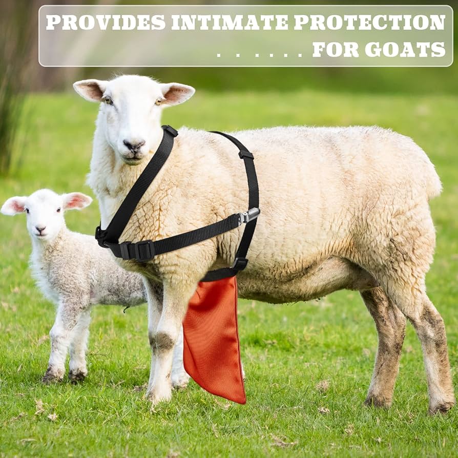 Amazon.com : Kajaia 2 Pcs Goat Apron Anti Breeding, Anti Mating