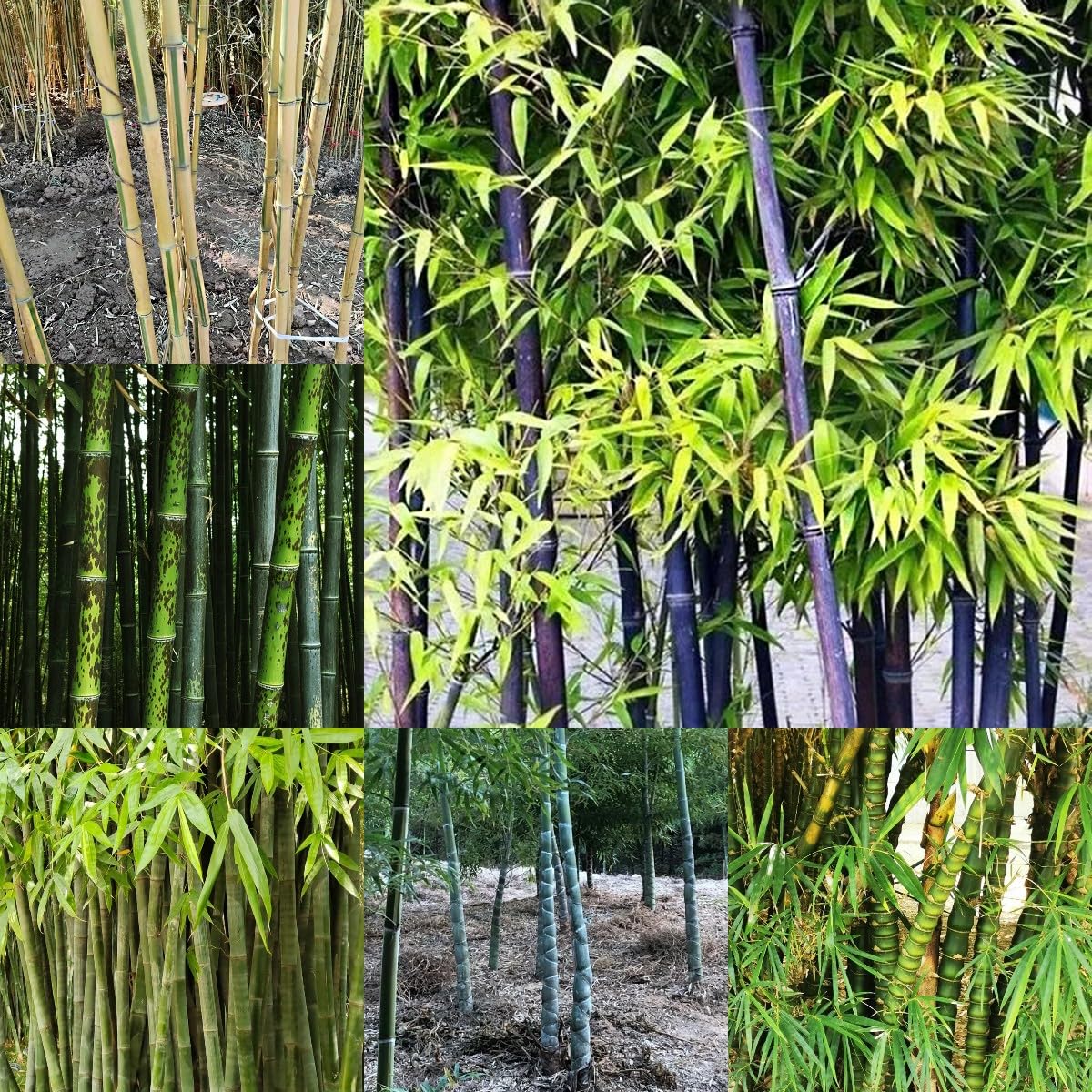 100 piezas Semillas de bambú resistentes Comprar árboles bonsais Semillas de bambú de rápido crecimiento. plantar semillas de jardín lo mejor de Cobertura del suelo perenne resistente