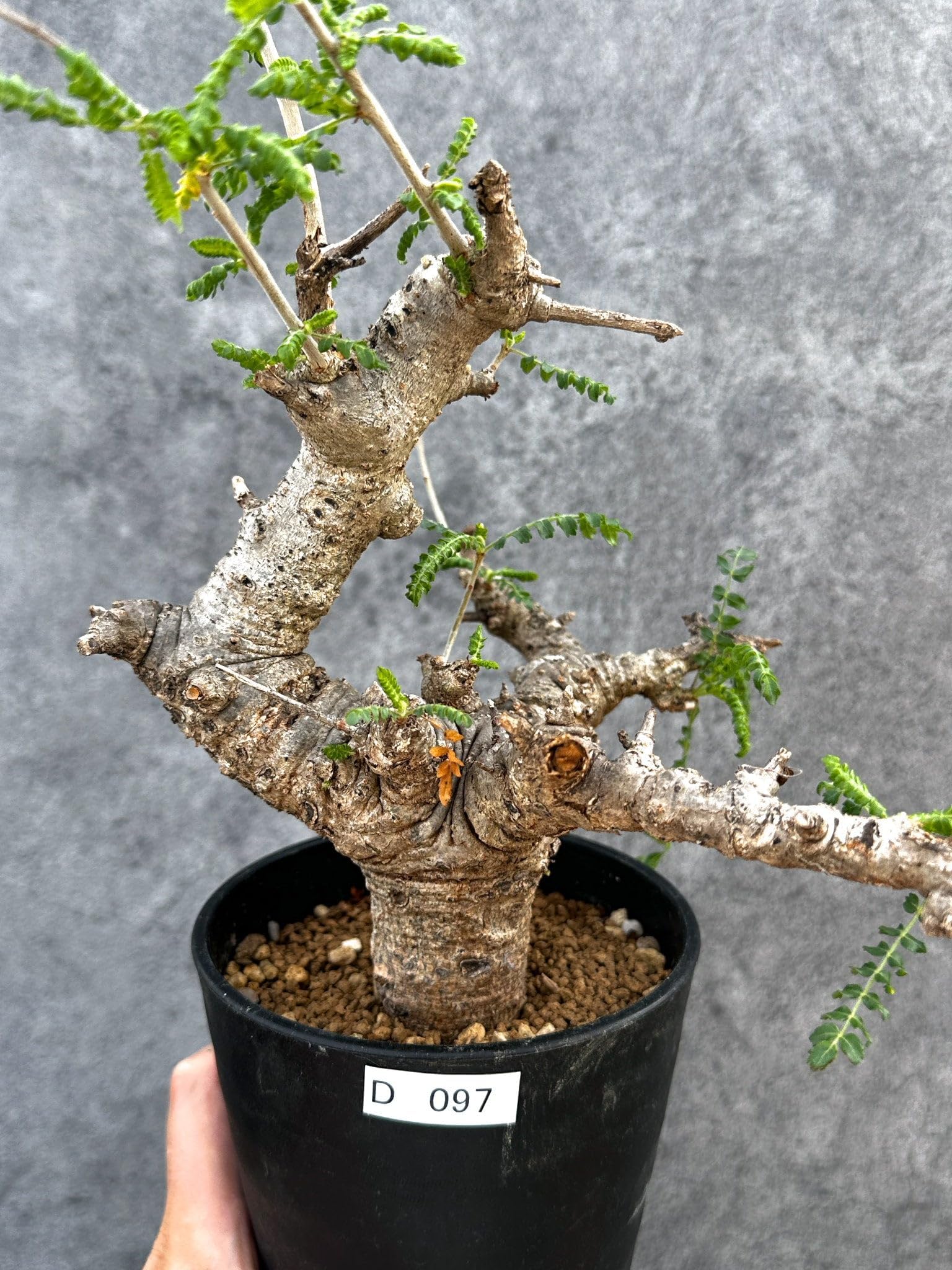 【現品限り】ボスウェリア・ネグレクタ 現地株【D97】 Boswellia neglecta【植物】塊根植物 夏型 コーデックス