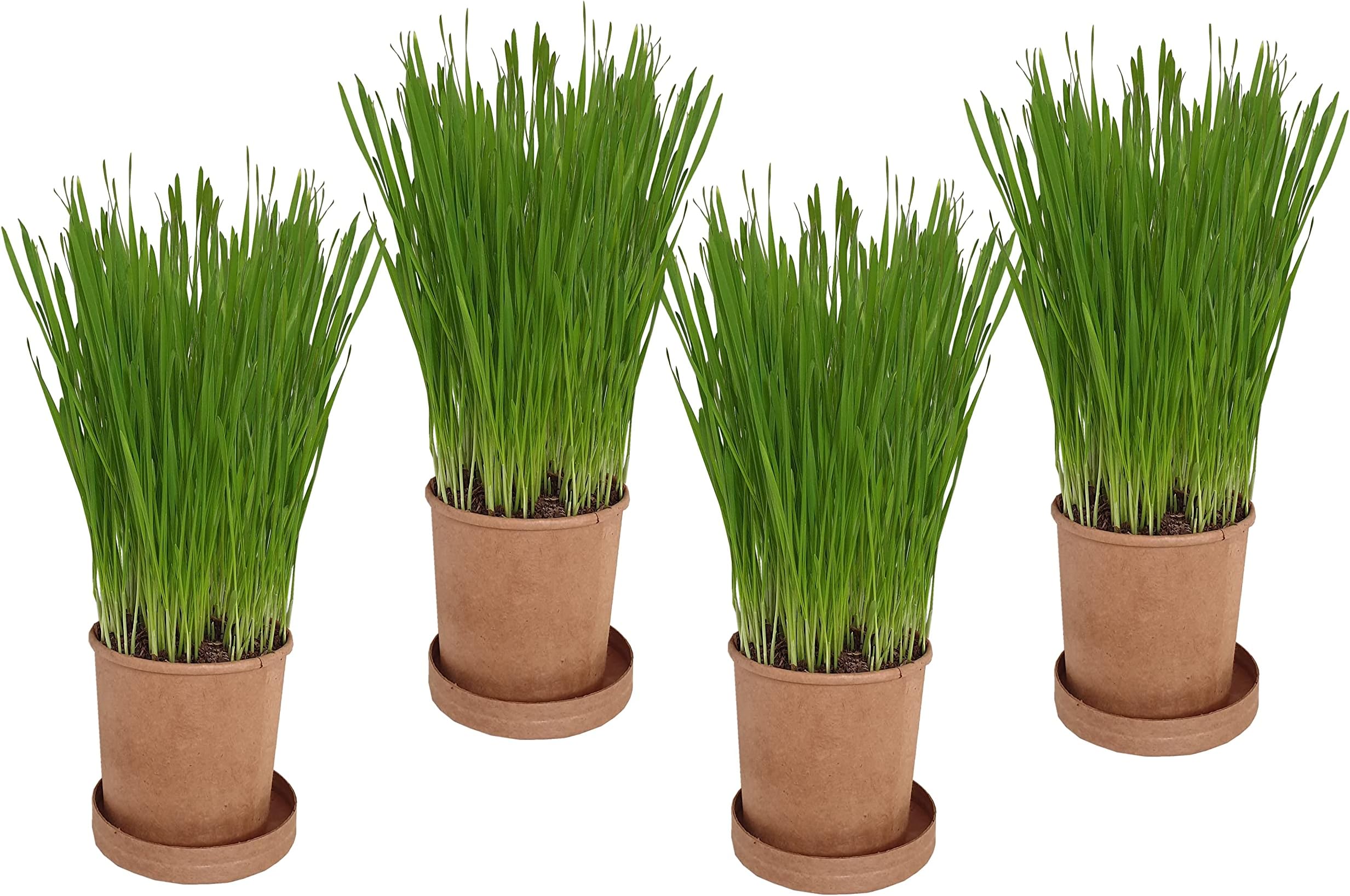 Organic Pet Grass (Grow your own kits) By Cat FurNature